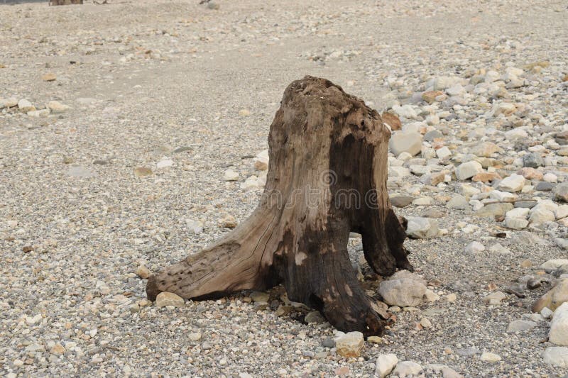 Isolated Dried Tree Trunk on Riverbed Stock Illustration Illustration of left, abandoned