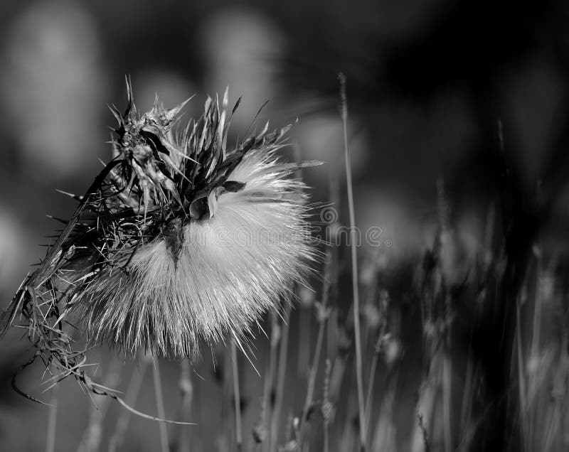 Dry artichoke flower stock photo. Image of artichoke - 144418462