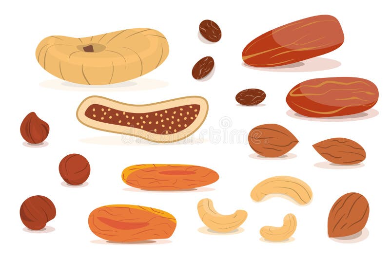 Isolated Dry Fruits on White Stock Vector Illustration of apricots