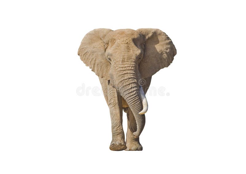 Isolated Elephant