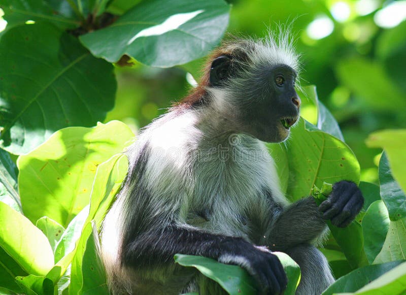 endangered young red colobus monkey Piliocolobus, Procolobus kirkii eating a leaf in the trees stock photo endangered young red colobus monkey Piliocolobus, Procolobus kirkii eating a leaf in the trees stock photo