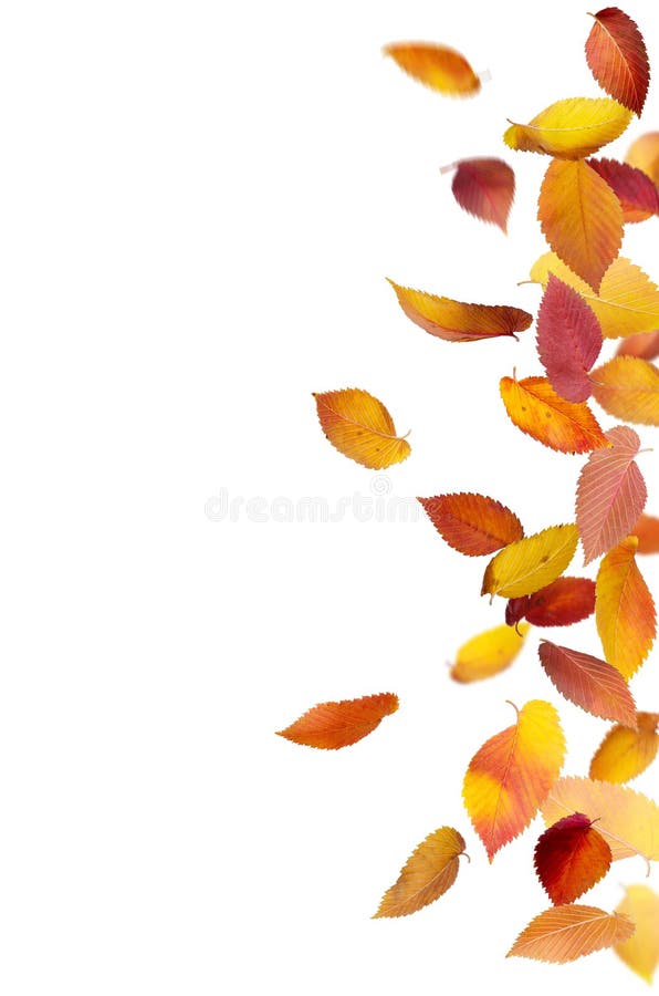 Isolated Falling Leaves stock photography