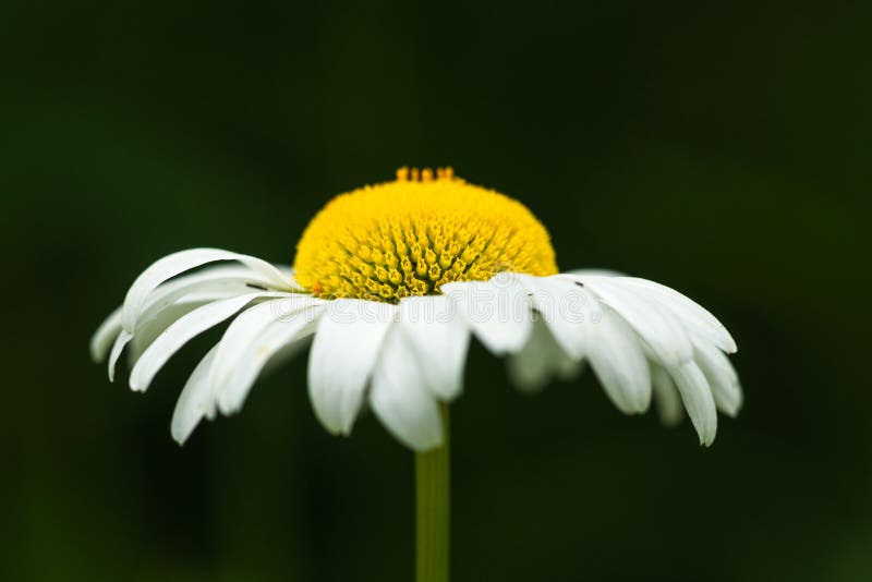 Side View Daisy Flower stock image. Image of petals - 123002153
