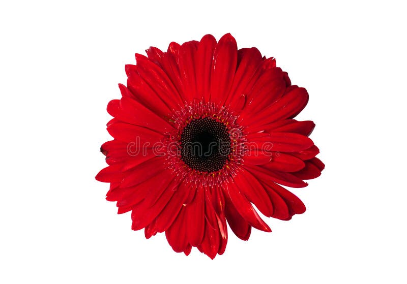 Isolated Red Flower on a White Background for Digital Use. Stock Photo