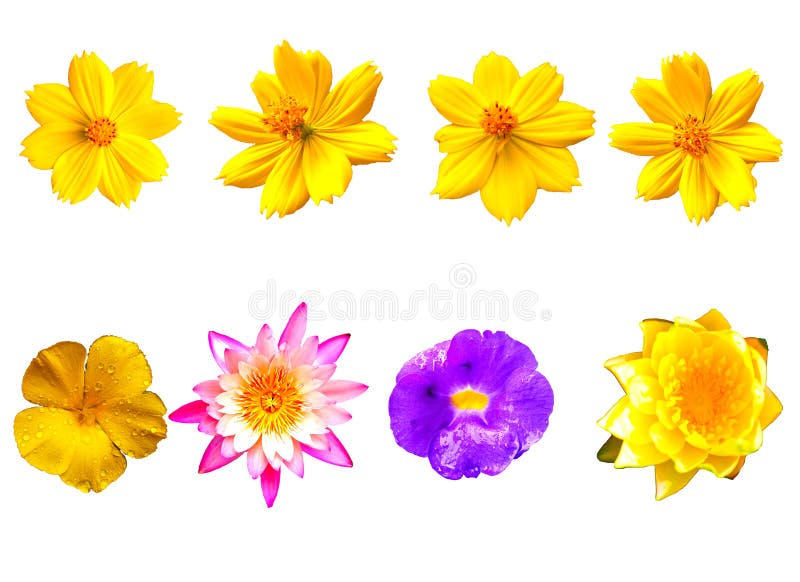 Isolated flowers on the white background.