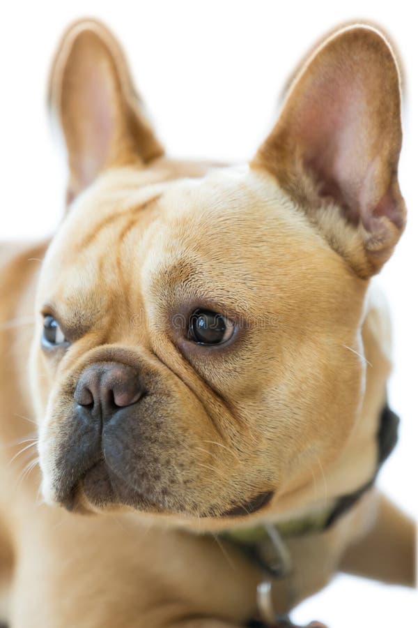 Isolated French Bulldog Head. Stock Image - Image of familiaris, close ...