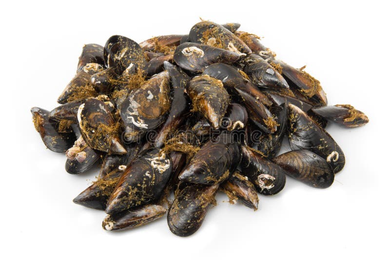 Fresh mussels isolated stock image. Image of fresh, saltwater 165323651