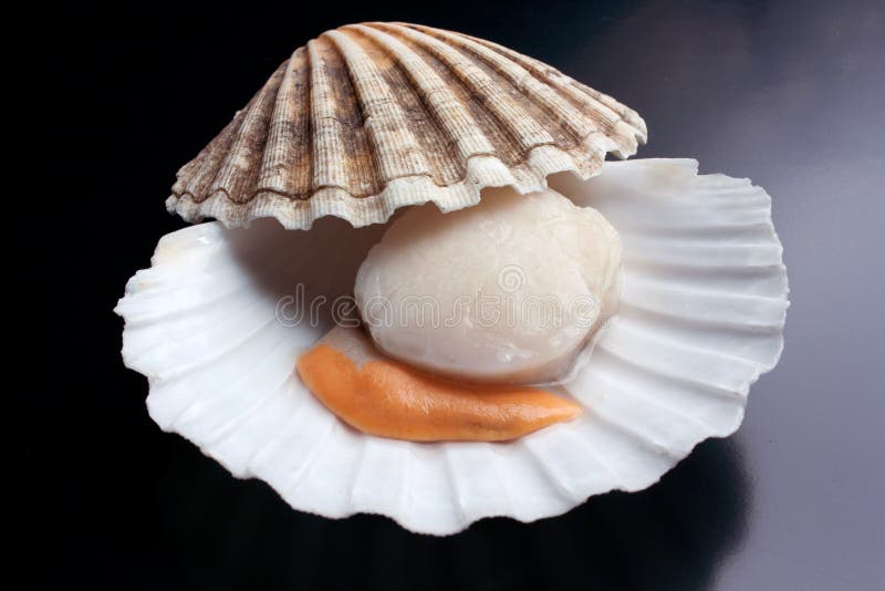 Isolated Fresh Raw Scallop - Seafood Stock Photo - Image of malacca ...