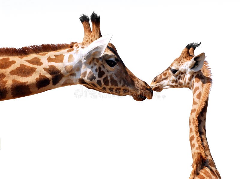 Isolated giraffe and young