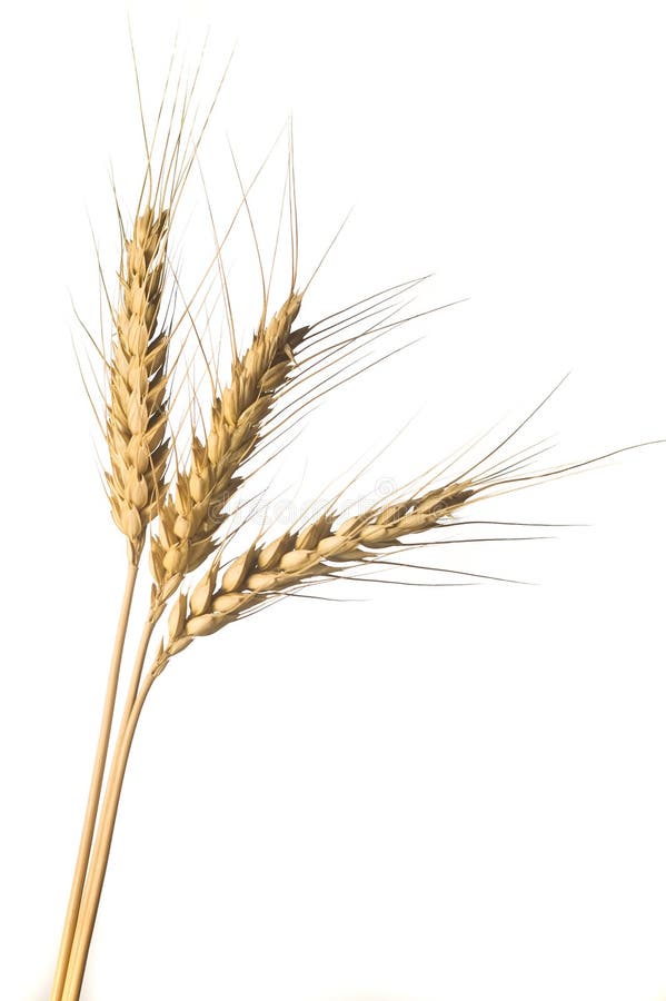 Isolated golden wheat royalty free stock photography
