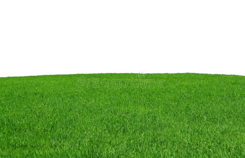 Grass field isolated on pure white background. Grass field isolated on pure white background