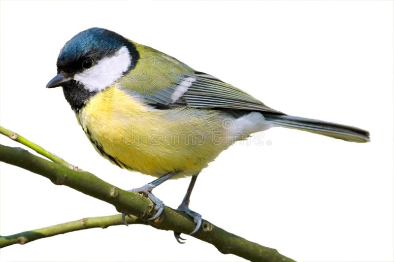 Isolated great tit on branche