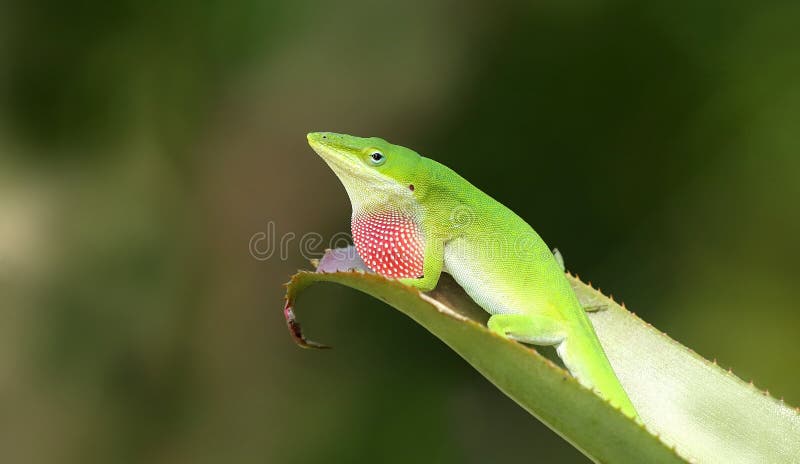 Male Green Anole Stock Image Image Of Displaying Anolis 104631227