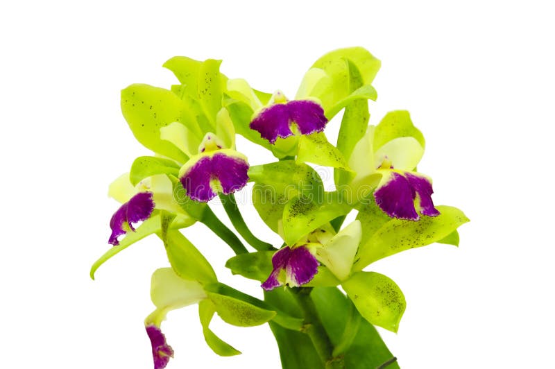 Isolated Green Cattleya Orchid Flower Stock Image - Image of purple, plant:  36038421