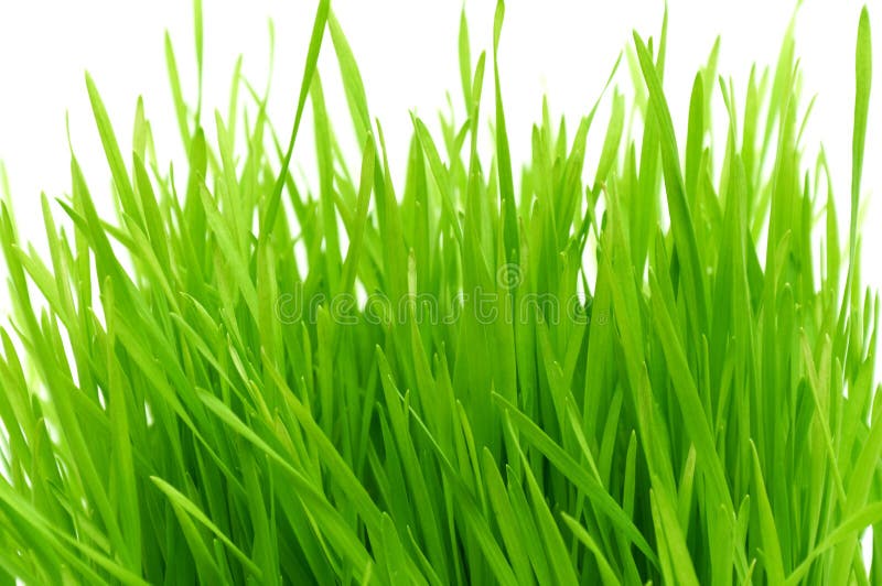 Isolated green grass