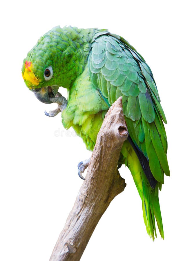 An Isolated green parrot(Amazon ochrocephala)