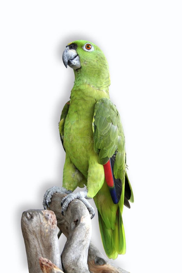 Isolated Green Parrot