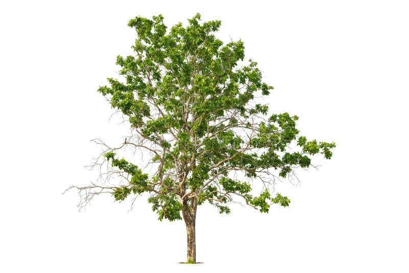 Sal Tree or Trees in Wednesday S History of Buddhism Stock