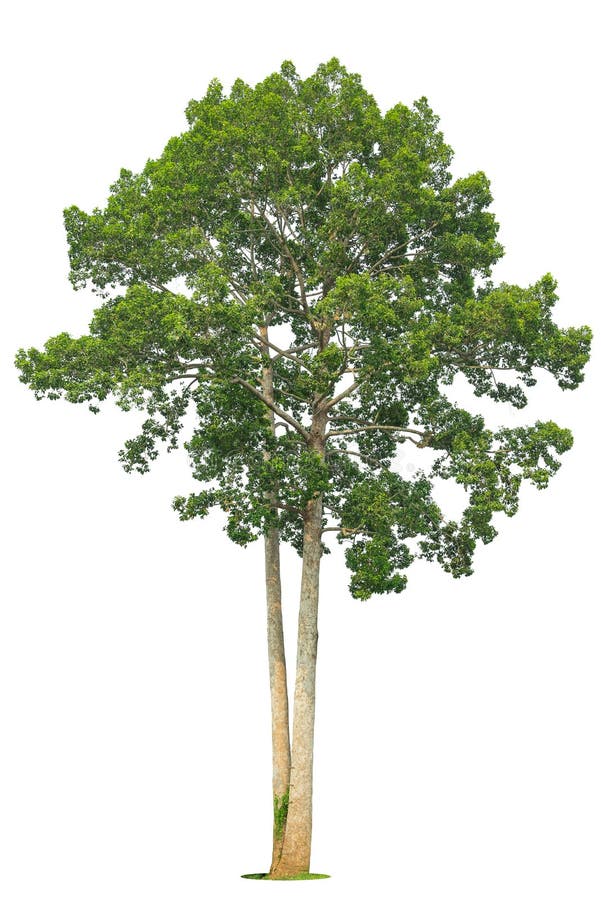 Sal Tree or Trees in Wednesday S History of Buddhism Stock