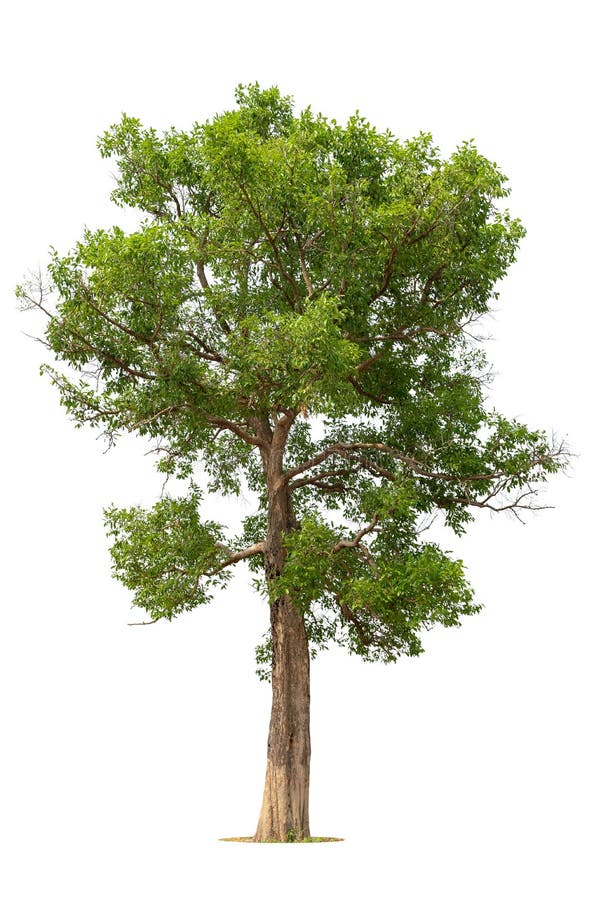 Sal Tree or Trees in Wednesday S History of Buddhism Stock