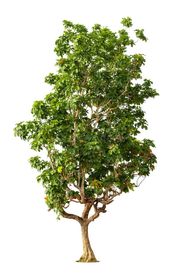 Sal Tree or Trees in Wednesday S History of Buddhism Stock