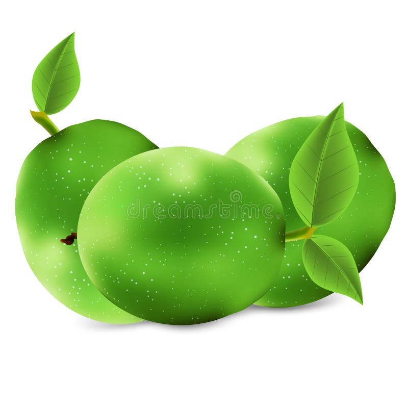 Isolated green walnut stock illustration Isolated green walnut stock illustration