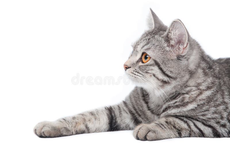 Isolated grey cat