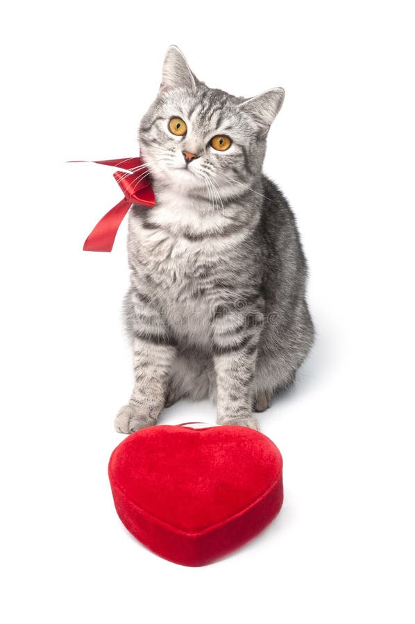 Isolated grey cat with red bow and heart