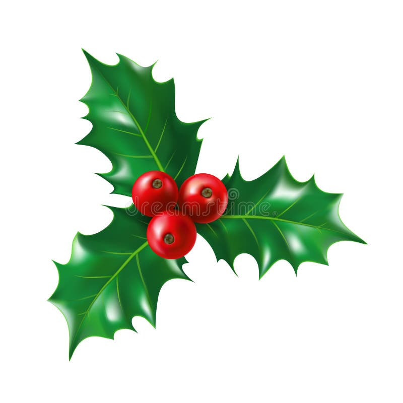 Isolated holly berry with leaves. Ilex berries