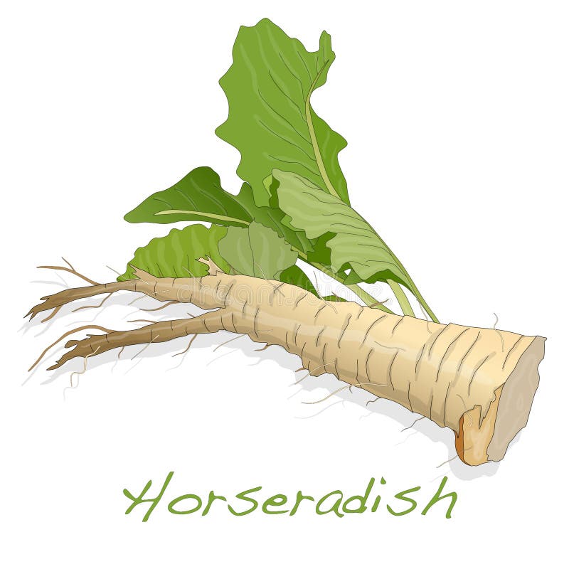 180+ Horseradish Free Stock Photos StockFreeImages