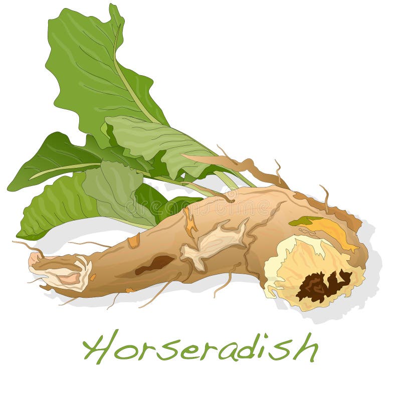 Isolated Horseradish Root Vector Stock Vector Illustration of wasabi