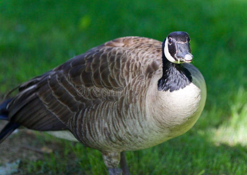 Isolated Image of a Funny Canada Goose on a Field Stock Photo Image