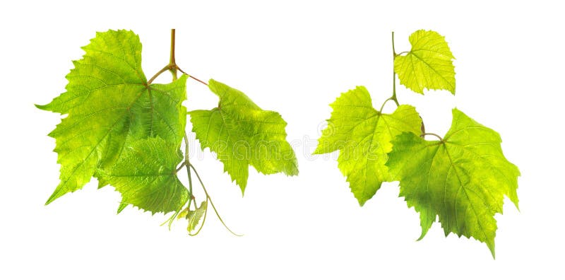 Isolated Image of Grape Leaves Closeup Stock Photo Image of dessert
