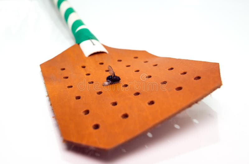 A Fly Swatter with a Dead Fly on it. Stock Image Image of pest