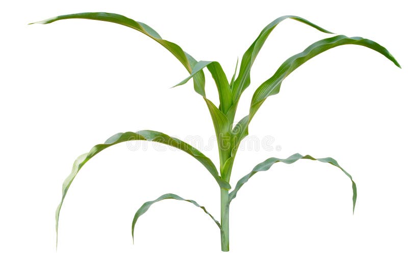 Isolated Image of a Young Corn Stalks Stock Photo Image of leaf, crop