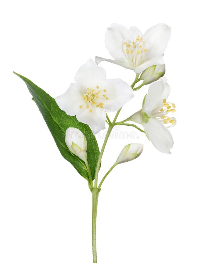 Isolated jasmine branch with single leaf