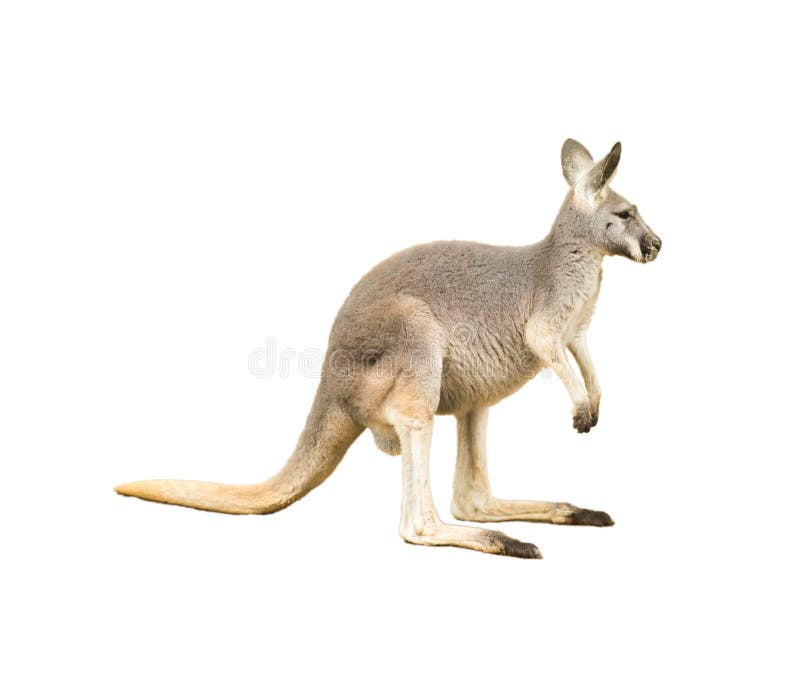 Isolated kangaroo stock image