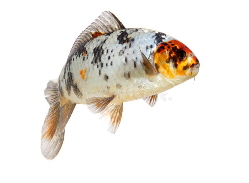 petsmart koi fish