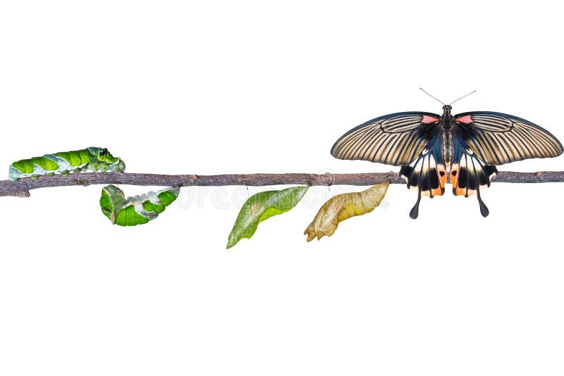 Isolated life cycle of female great mormon butterfly from caterpillar with clipping path