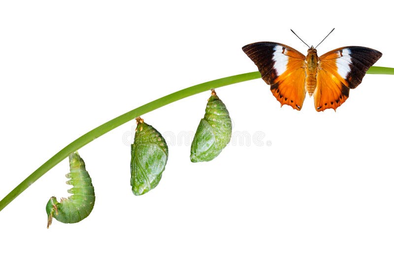 Isolated life cycle of Tawny Rajah butterfly with caterpillar and chrysalis on white with clipping path. Isolated life cycle of Tawny Rajah butterfly with caterpillar and chrysalis on white with clipping path