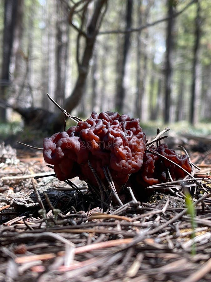 Isolated line fungi in a woodland environment, with trees in the background royalty free stock photography