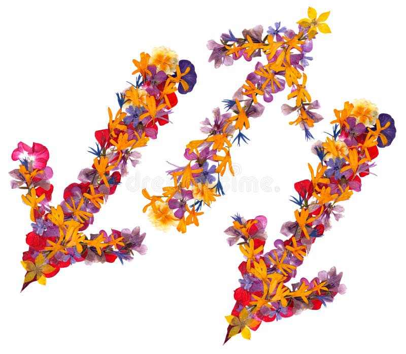 Isolated line multicolor arrows, collection of elements application of dried pressing bright flowers stock photos
