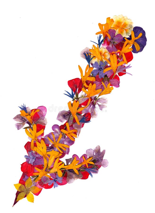 Isolated line multicolor arrows, collection of elements application of dried pressing bright flowers royalty free stock image