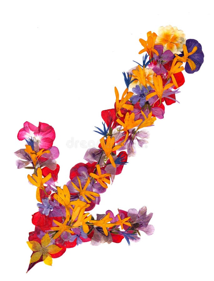 Isolated line multicolor arrows, collection of elements application of dried pressing bright flowers stock image