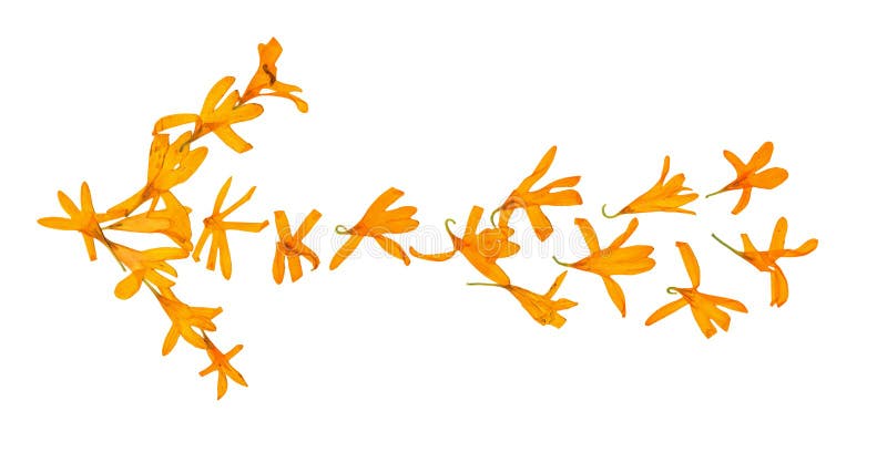 Isolated line multicolor arrows, collection of elements application of dried pressing bright flowers stock photography