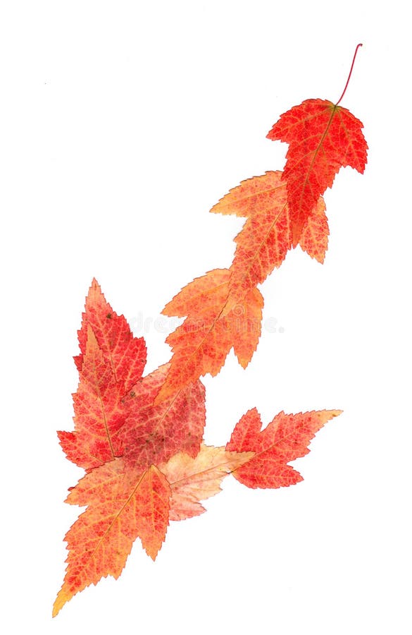 Isolated line multicolor arrows, collection of elements application of dried pressing bright flowers stock images