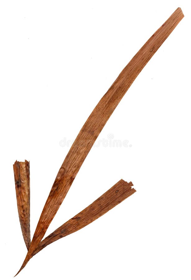 Isolated line multicolor arrows, collection of elements application of dried pressing bright flowers royalty free stock photography