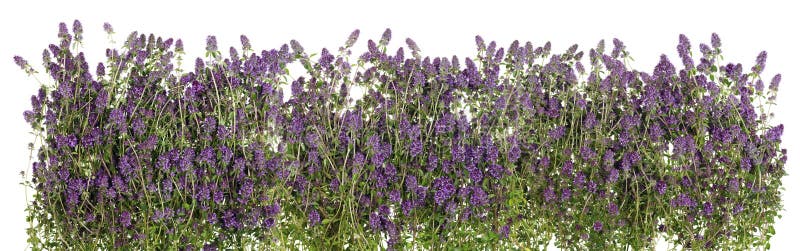 Isolated line of Oregano stock photos