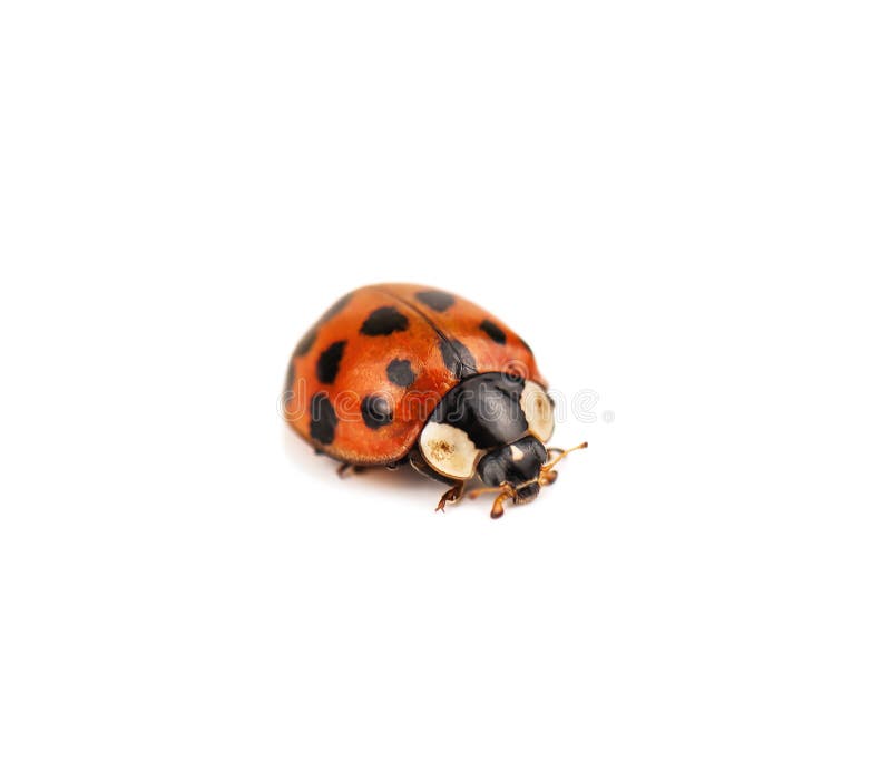 Isolated live ladybug stock photo. Image of nature, outdoors 61961830