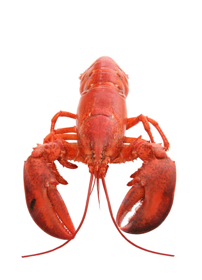 A cooked isolated lobster over a white background